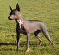 Mexican Hairless Dog