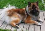 Eurasier