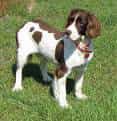 English Springer Spaniel