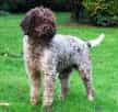 Lagotto