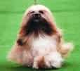 Lhasa Apso