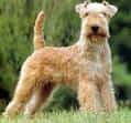 Lakeland Terrier