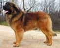 Leonberger