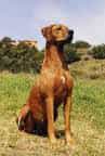 Rhodesian Ridgeback