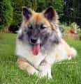 Iceland Sheepdog