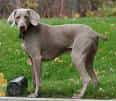 Weimaraner