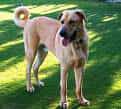 Anatolian Shepherd