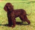 American Water Spaniel