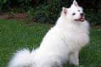 American Eskimo Dog (Standard)