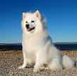 American Eskimo Dog (Toy)