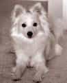 American Eskimo Dog (Miniature)