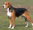 American Foxhound