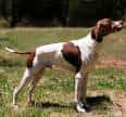 English Pointer