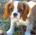 English Toy Spaniel