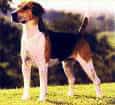 English Foxhound