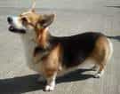 Cardigan Welsh Corgi