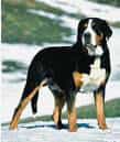 Greater Swiss Mountain Dog