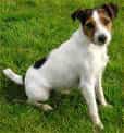 Jack Russell Terrier