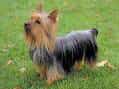 Silky Terrier