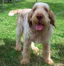 Spinone Italiano