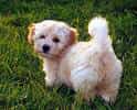 Havanese