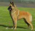 Belgian Shepherd Dog Tervueren