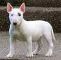 Miniature Bull Terrier