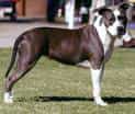 American Terrier