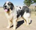 Pyrenean Mastiff