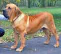 Brazilian Mastiff