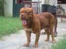 French Mastiff