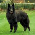 Belgian Shepherd Dog Laekenois