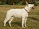 White Swiss Shepherd Dog