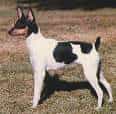 Miniature Fox Terrier