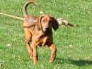 Redbone Coonhound