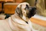 English Mastiff