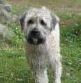 Irish Soft Coated Wheaten Terrier