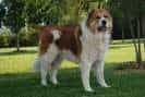 Caucasian Shepherd Dog