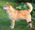 Korea Jindo Dog