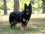 Shiloh Shepherd Dog