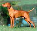 Short haired Hungarian Vizsla