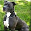 American Pit Bull Terrier