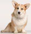 Welsh Corgi Cardigan