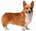 Welsh Corgi Pembroke