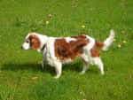 Welsh Springer Spaniel