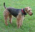 Welsh Terrier