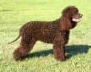 Irish Water Spaniel