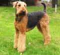 Airedale Terrier