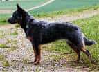 Australian Cattle Dog