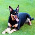 Australian Kelpie